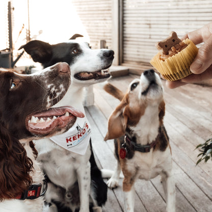 Doggie Cupcakes